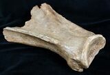Woolly Rhinoceros Scapula Bone (Partial) - Late Pleistocene #3449-2
